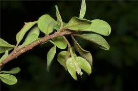   Fruit:     Macropteranthes leichhardtii ; Photo by M. Fagg, Atlas of Living Australia, ala.org.au
